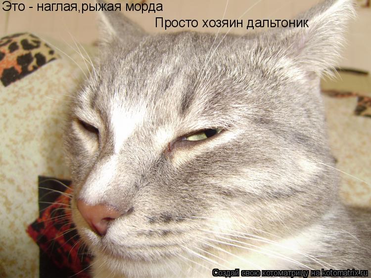 Это - наглая,рыжая морда Просто хозяин дальтоник... Котоматрица: Это - наглая,рыжая морда Просто хозяин дальтоник