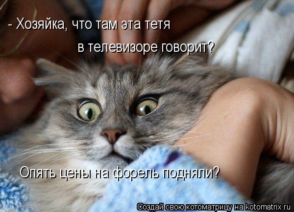 - Хозяйка, что там эта тетя в телевизоре говорит? Опять цены на форель подняли?... Котоматрица: - Хозяйка, что там эта тетя в телевизоре говорит? Опять цены на форель подняли?