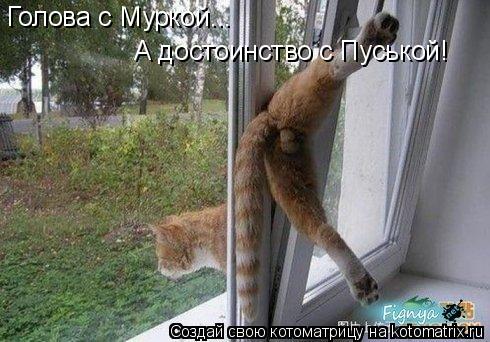 Голова с Муркой... А достоинство с Пуськой!... Котоматрица: Голова с Муркой... А достоинство с Пуськой!