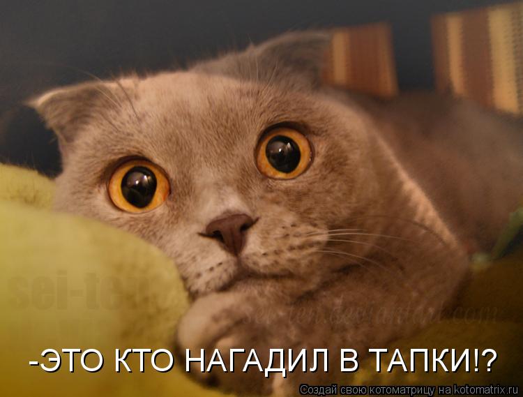 -ЭТО КТО НАГАДИЛ В ТАПКИ!?... Котоматрица: -ЭТО КТО НАГАДИЛ В ТАПКИ!?