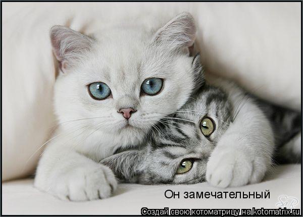 Он замечательный... Котоматрица: Он замечательный