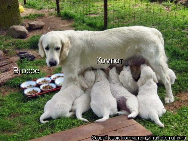 Второе Компот... Котоматрица: Второе Компот