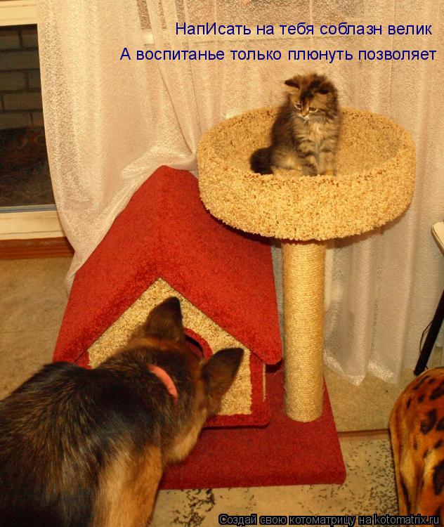 НапИсать на тебя соблазн велик А воспитанье только плюнуть позволяет... Котоматрица: НапИсать на тебя соблазн велик А воспитанье только плюнуть позволяет