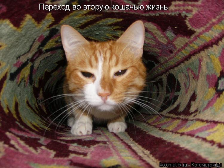 Переход во вторую кошачью жизнь... Котоматрица: Переход во вторую кошачью жизнь