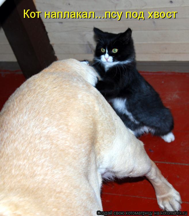 Кот наплакал...псу под хвост... Котоматрица: Кот наплакал...псу под хвост