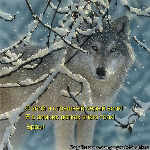 Я злой и страшный серый волк! Я в зимних ветках знаю толк! Брры!... Котоматрица: Я злой и страшный серый волк! Я в зимних ветках знаю толк! Брры!