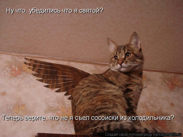 Ну что, убедились что я святой? Теперь верите, что не я съел сосоиски из холодильника?... Котоматрица: Ну что, убедились что я святой? Теперь верите, что не я съел сосоиски из холодильника?