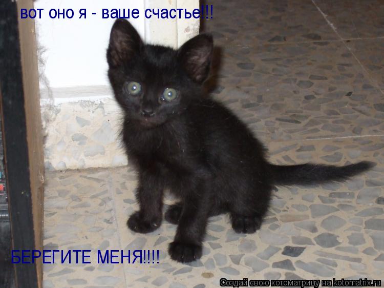 вот оно я - ваше счастье!!! БЕРЕГИТЕ МЕНЯ!!!!... Котоматрица: вот оно я - ваше счастье!!! БЕРЕГИТЕ МЕНЯ!!!!