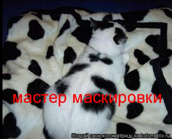 мастер маскировки... Котоматрица: мастер маскировки