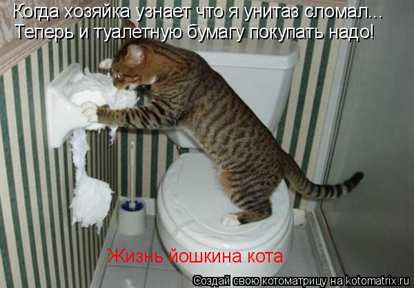 Когда хозяйка узнает что я унитаз сломал... Теперь и туалетную бумагу покупать надо! Жизнь йошкина ко... Котоматрица: Когда хозяйка узнает что я унитаз сломал... Теперь и туалетную бумагу покупать надо! Жизнь йошкина кота