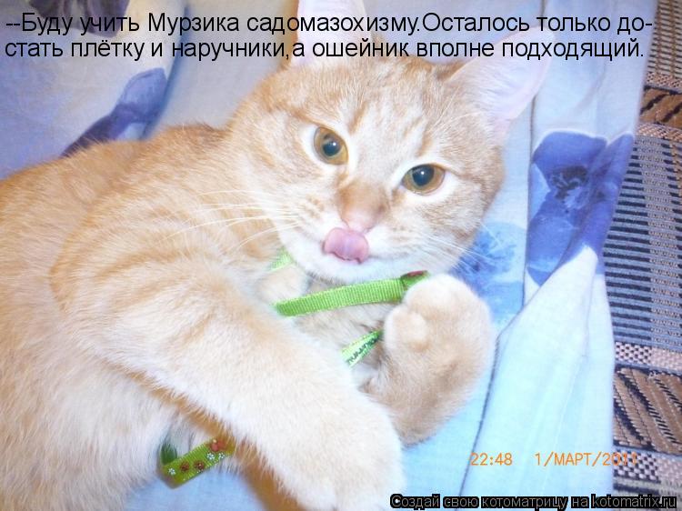 --Буду учить Мурзика садомазохизму.Осталось только до- стать плётку и наручники,а ошейник вполне подх... Котоматрица: --Буду учить Мурзика садомазохизму.Осталось только до- стать плётку и наручники,а ошейник вполне подходящий.
