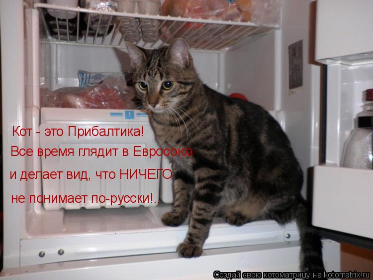 Кот - это Прибалтика! Все время глядит в Евросоюз и делает вид, что НИЧЕГО не понимает по-русски!..... Котоматрица: Кот - это Прибалтика! Все время глядит в Евросоюз и делает вид, что НИЧЕГО не понимает по-русски!..
