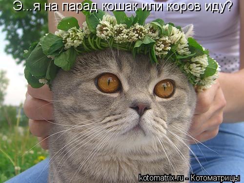 Э...я на парад кошак или коров иду?... Котоматрица: Э...я на парад кошак или коров иду?