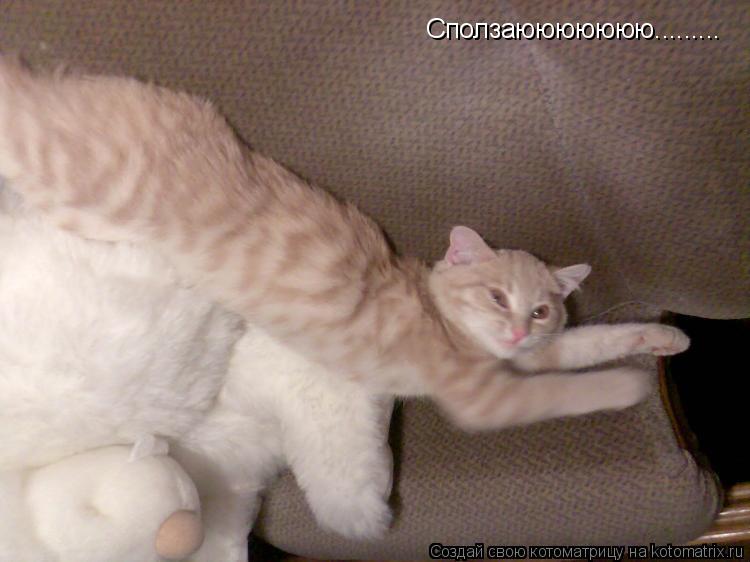 Сползаююююююю............ Котоматрица: Сползаююююююю.........