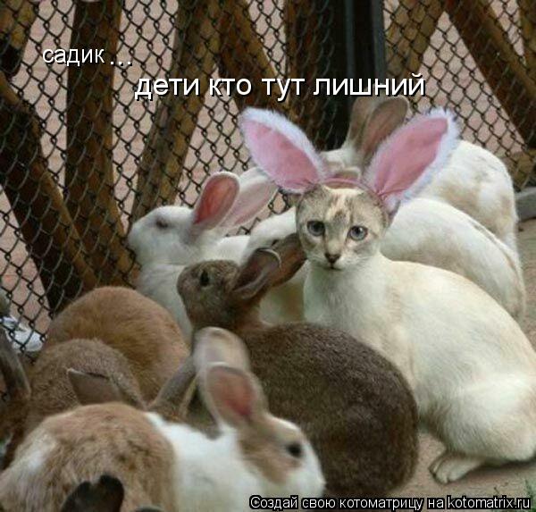 садик дети кто тут лишний ...... Котоматрица: садик дети кто тут лишний ...