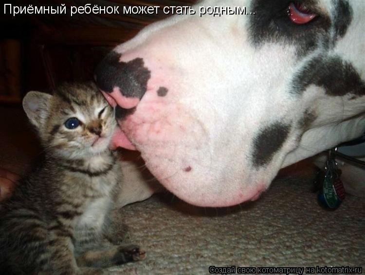 Приёмный ребёнок может стать родным...... Котоматрица: Приёмный ребёнок может стать родным...