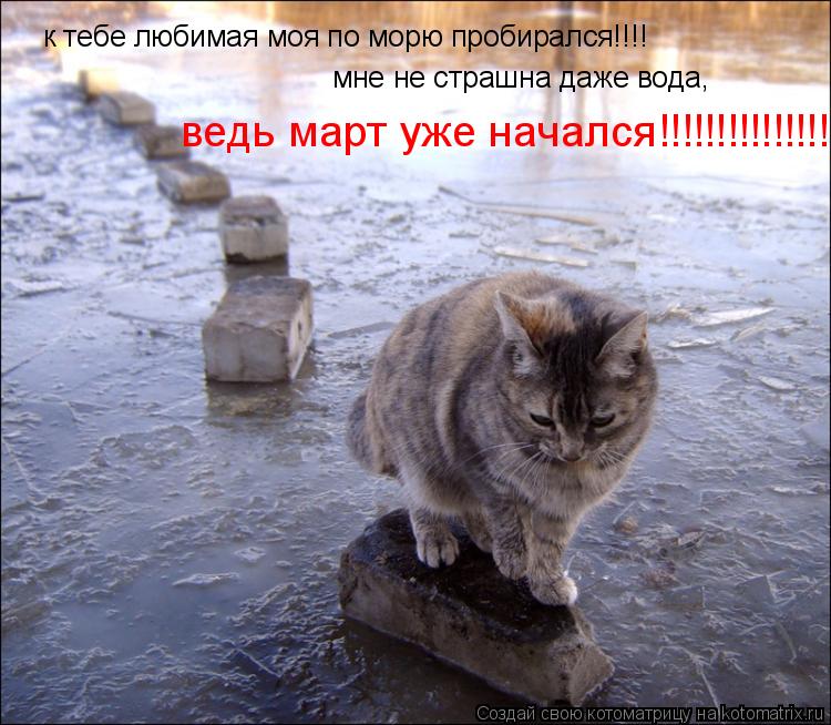 к тебе любимая моя по морю пробирался!!!! мне не страшна даже вода, ведь март уже начался!!!!!!!!!!!!... Котоматрица: к тебе любимая моя по морю пробирался!!!! мне не страшна даже вода, ведь март уже начался!!!!!!!!!!!!!!!