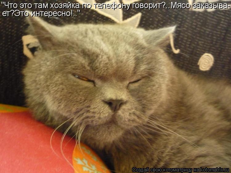 "Что это там хозяйка по телефону говорит?..Мясо заказыва- ет?Это интересно!.."... Котоматрица: "Что это там хозяйка по телефону говорит?..Мясо заказыва- ет?Это интересно!.."