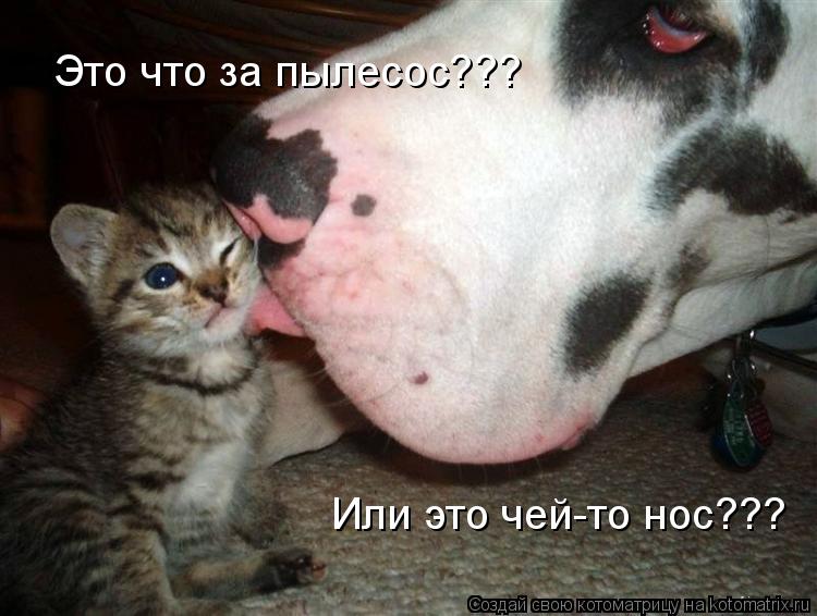 Это что за пылесос??? Или это чей-то нос???... Котоматрица: Это что за пылесос??? Или это чей-то нос???