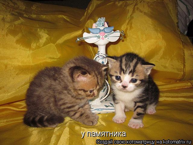 у памятника... Котоматрица: у памятника