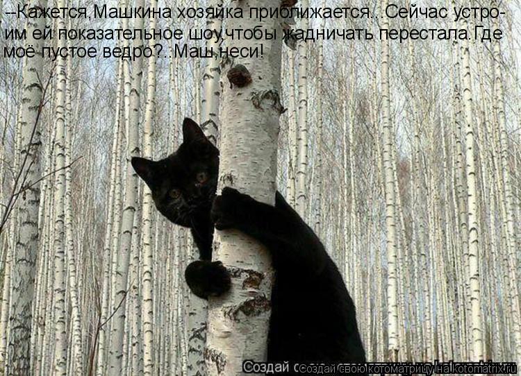 --Кажется,Машкина хозяйка приближается...Сейчас устро- им ей показательное шоу,чтобы жадничать перест... Котоматрица: --Кажется,Машкина хозяйка приближается...Сейчас устро- им ей показательное шоу,чтобы жадничать перестала.Где моё пустое ведро?..Маш,неси!