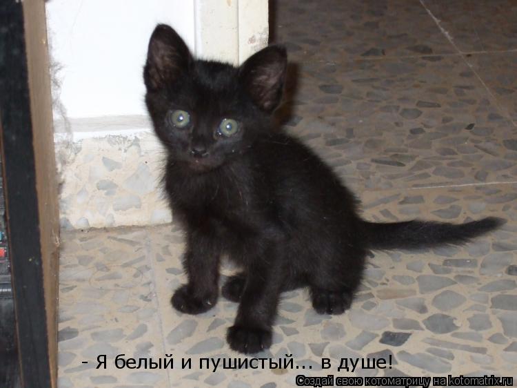 - Я белый и пушистый... в душе!... Котоматрица: - Я белый и пушистый... в душе!