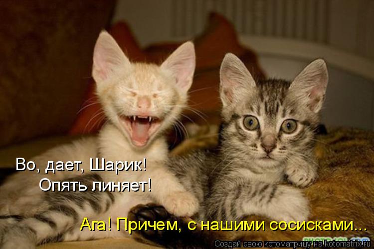 Во, дает, Шарик! Опять линяет! Ага! Причем, с нашими сосисками...... Котоматрица: Во, дает, Шарик! Опять линяет! Ага! Причем, с нашими сосисками...