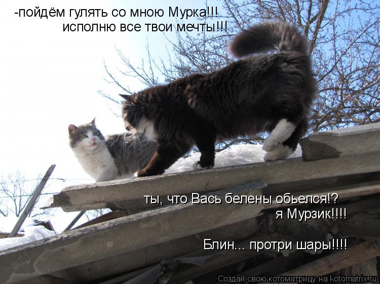 -пойдём гулять со мною Мурка!!! исполню все твои мечты!!! ты, что Вась белены обьелся!? я Мурзик!!!! ... Котоматрица: -пойдём гулять со мною Мурка!!! исполню все твои мечты!!! ты, что Вась белены обьелся!? я Мурзик!!!! Блин... протри шары!!!!