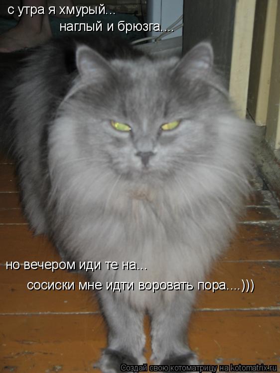 с утра я хмурый... наглый и брюзга.... но вечером иди те на... сосиски мне идти воровать пора....)))... Котоматрица: с утра я хмурый... наглый и брюзга.... но вечером иди те на... сосиски мне идти воровать пора....)))