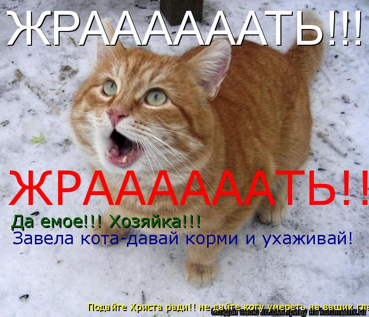 ЖРААААААТЬ!!!! ЖРААААААТЬ!!!! Да емое!!! Хозяйка!!! Завела кота-давай корми и ухаживай! Подайте Христ... Котоматрица: ЖРААААААТЬ!!!! ЖРААААААТЬ!!!! Да емое!!! Хозяйка!!! Завела кота-давай корми и ухаживай! Подайте Христа ради!! не дайте коту умереть на ваших глаза