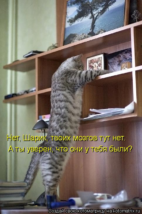Нет, Шарик, твоих мозгов тут нет. А ты уверен, что они у тебя были?... Котоматрица: Нет, Шарик, твоих мозгов тут нет. А ты уверен, что они у тебя были?