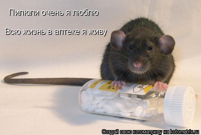 Пилюли очень я люблю Всю жизнь в аптеке я живу... Котоматрица: Пилюли очень я люблю Всю жизнь в аптеке я живу