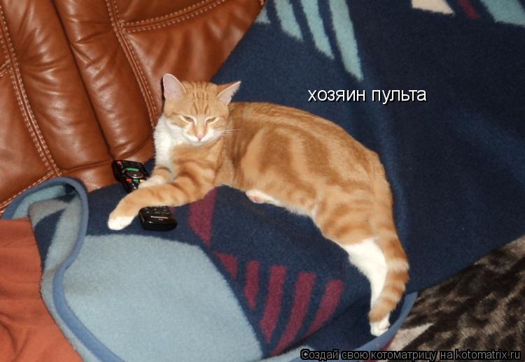 хозяин пульта... Котоматрица: хозяин пульта