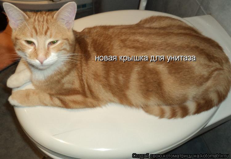 новая крышка для унитаза... Котоматрица: новая крышка для унитаза