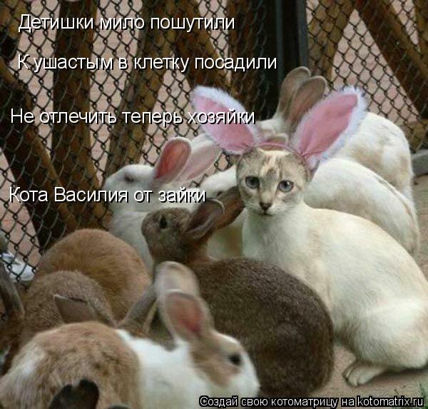 Детишки мило пошутили К ушастым в клетку посадили Не отлечить теперь хозяйки Кота Василия от зайки... Котоматрица: Детишки мило пошутили К ушастым в клетку посадили Не отлечить теперь хозяйки Кота Василия от зайки