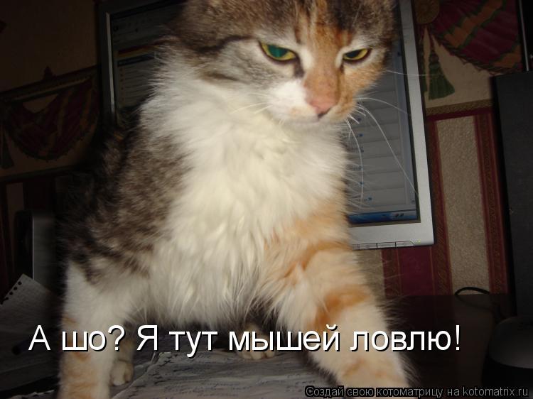А шо? Я тут мышей ловлю!... Котоматрица: А шо? Я тут мышей ловлю!