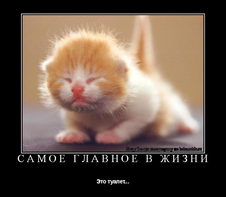 САМОЕ ГЛАВНОЕ В ЖИЗНИ Это туалет...... Котоматрица: САМОЕ ГЛАВНОЕ В ЖИЗНИ Это туалет...