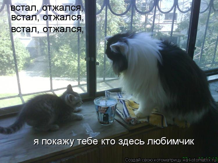 встал, отжался, встал, отжался, встал, отжался, я покажу тебе кто здесь любимчик... Котоматрица: встал, отжался, встал, отжался, встал, отжался, я покажу тебе кто здесь любимчик