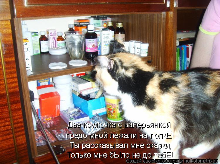 Два кружочка с валерьянкой предо мной лежали на полкЕ! Ты рассказывал мне сказки, Только мне бЫло не ... Котоматрица: Два кружочка с валерьянкой предо мной лежали на полкЕ! Ты рассказывал мне сказки, Только мне бЫло не до тебЕ!