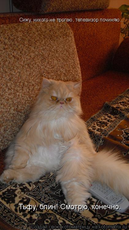 Сижу, никого не трогаю, телевизор починяю... Тьфу, блин! Смотрю, конечно.... Котоматрица: Сижу, никого не трогаю, телевизор починяю... Тьфу, блин! Смотрю, конечно.