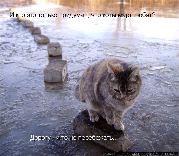 И кто это только придумал, что коты март любят? Дорогу - и то не перебежать...... Котоматрица: И кто это только придумал, что коты март любят? Дорогу - и то не перебежать...