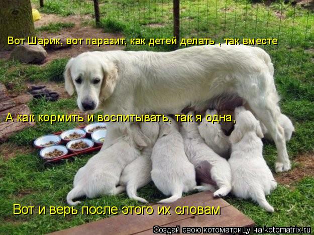 Вот Шарик, вот паразит, как детей делать , так вместе А как кормить и воспитывать, так я одна, А как... Котоматрица: Вот Шарик, вот паразит, как детей делать , так вместе А как кормить и воспитывать, так я одна, А как кормить и воспитывать, так я одна, Вот и ве