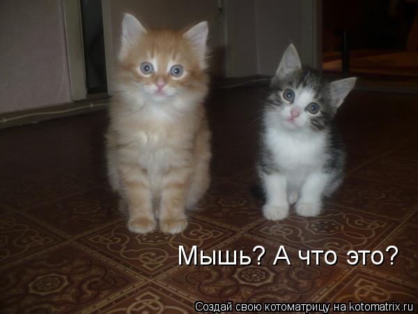 Мышь? А что это?... Котоматрица: Мышь? А что это?