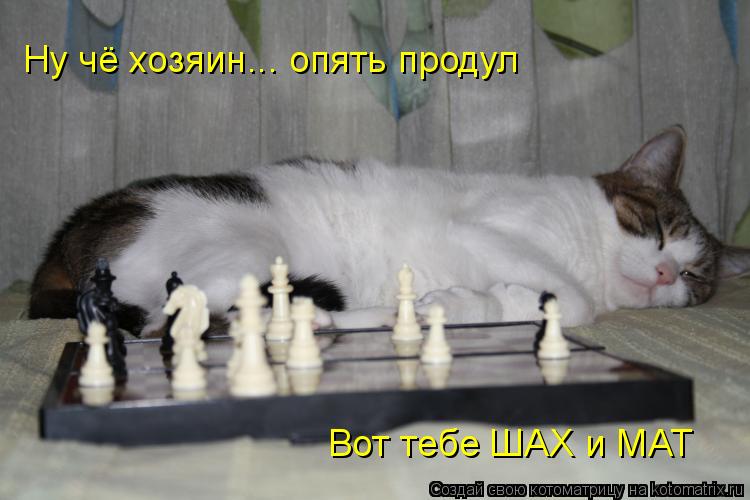 Ну чё хозяин... опять продул Вот тебе ШАХ и МАТ... Котоматрица: Ну чё хозяин... опять продул Вот тебе ШАХ и МАТ