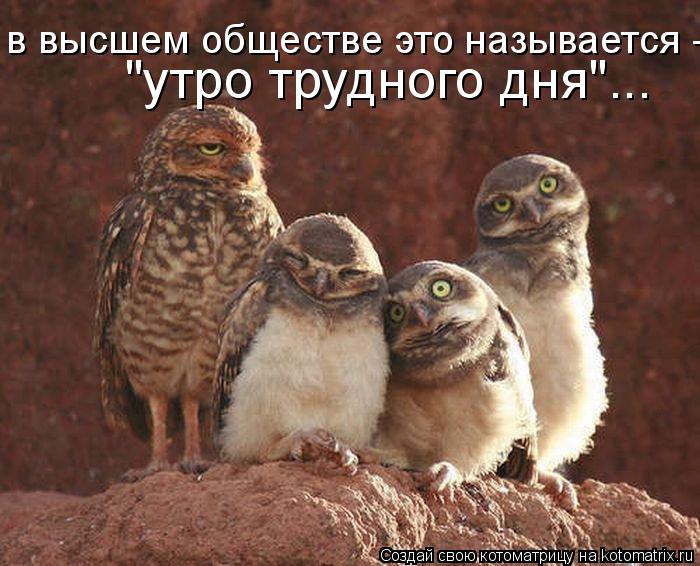 в высшем обществе это называется - "утро трудного дня"...... Котоматрица: в высшем обществе это называется - "утро трудного дня"...