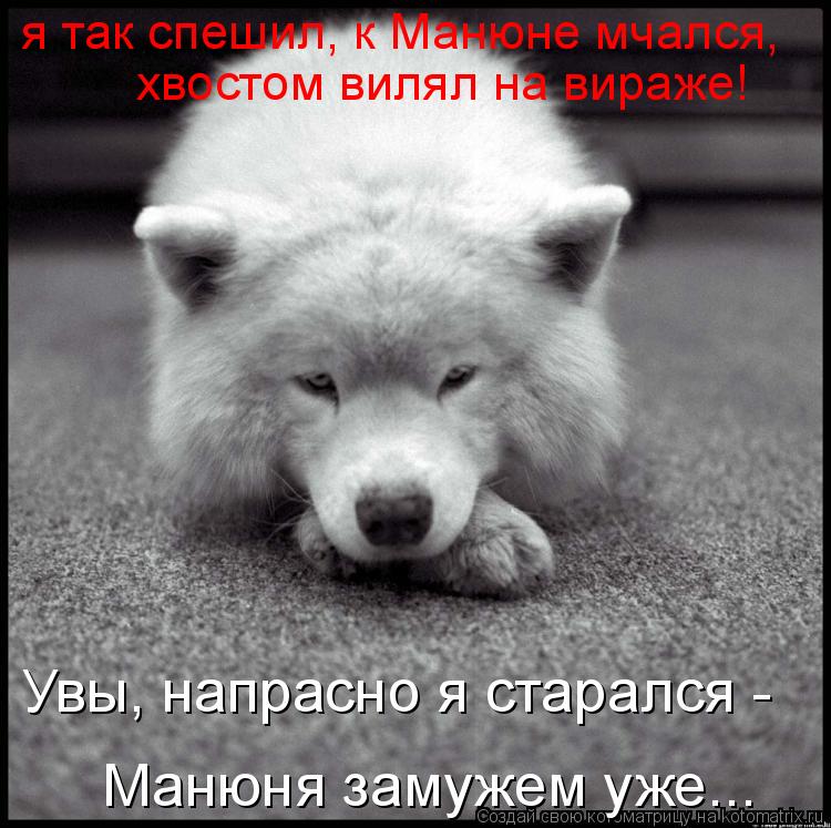 я так спешил, к Манюне мчался, хвостом вилял на вираже! Увы, напрасно я старался - Манюня замужем у... Котоматрица: я так спешил, к Манюне мчался, хвостом вилял на вираже! Увы, напрасно я старался - Манюня замужем уже...