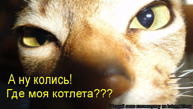 А ну колись! Где моя котлета???... Котоматрица: А ну колись! Где моя котлета???