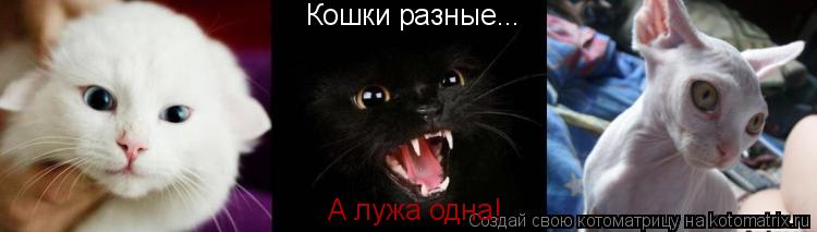 Кошки разные... А лужа одна!... Котоматрица: Кошки разные... А лужа одна!