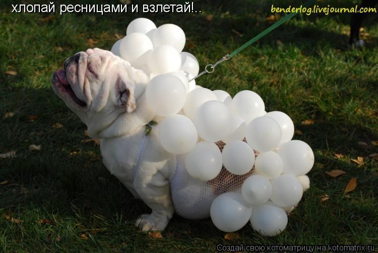 хлопай ресницами и взлетай!..... Котоматрица: хлопай ресницами и взлетай!..