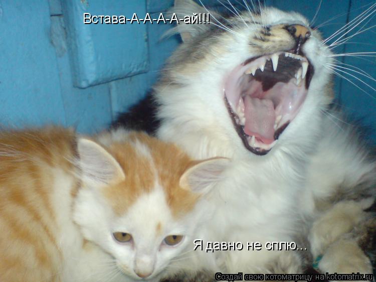 Встава-А-А-А-А-ай!!! Я давно не сплю...... Котоматрица: Встава-А-А-А-А-ай!!! Я давно не сплю...